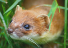 Randy Stoat