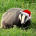 Badgers